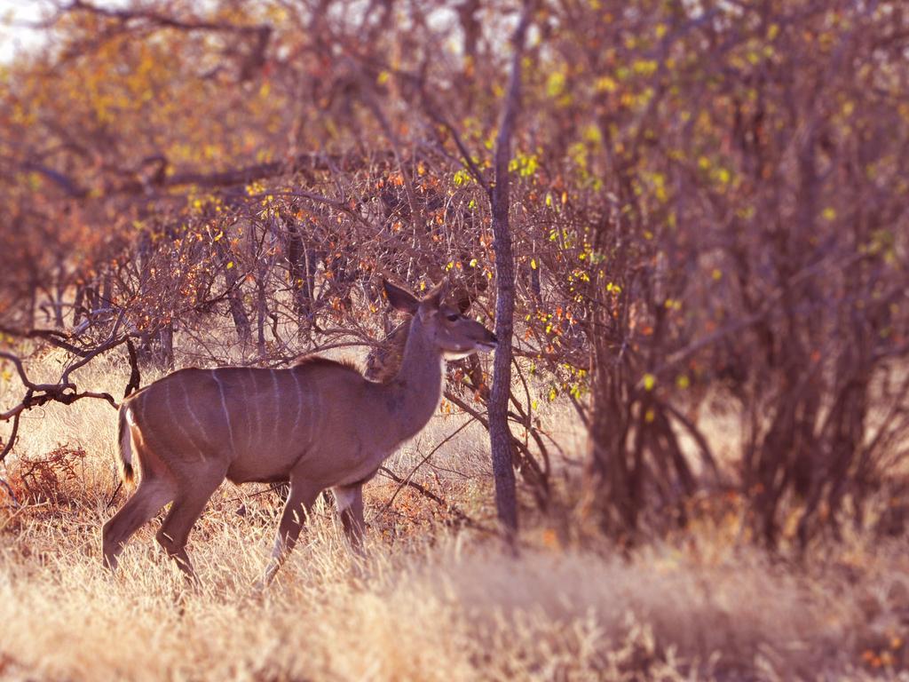 Dinkweng Safari Lodge The Waterberg Biosphere Екстер'єр фото